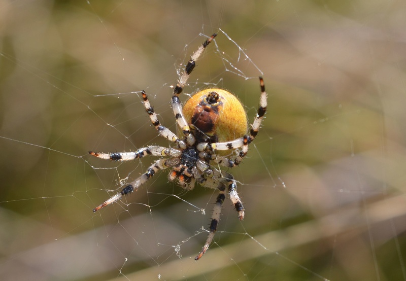 Araneidae ? 08-02-21