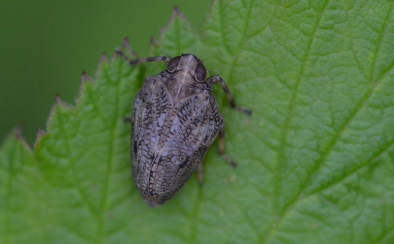 Homoptera 08-15-11