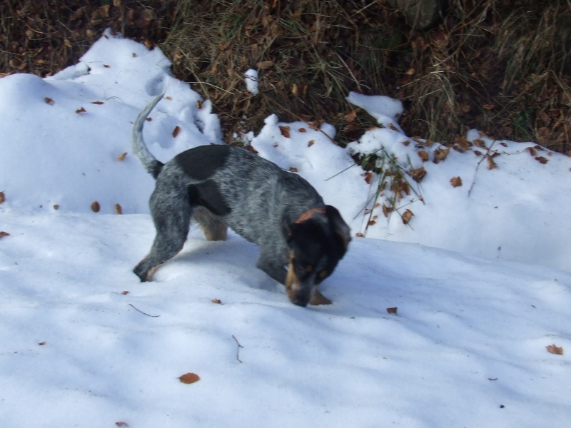 Concours photo chien hiver 2010/2011 - GROUPE 2 Dscf7210