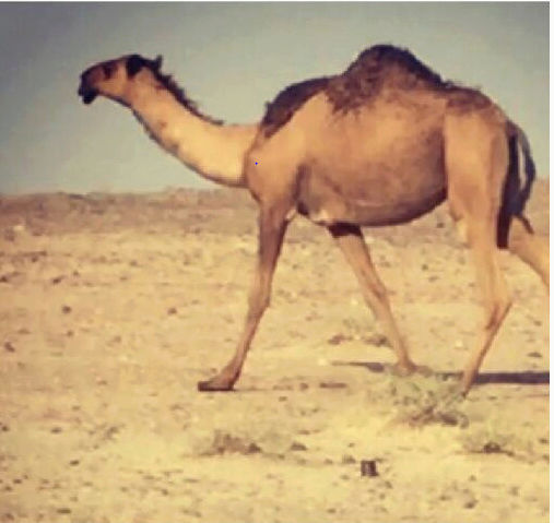 اباعر شعل شبب طيبة للبيع بالرياض 00210
