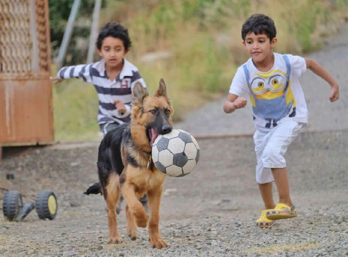 انثى جيرمن شيبرد في جده 209