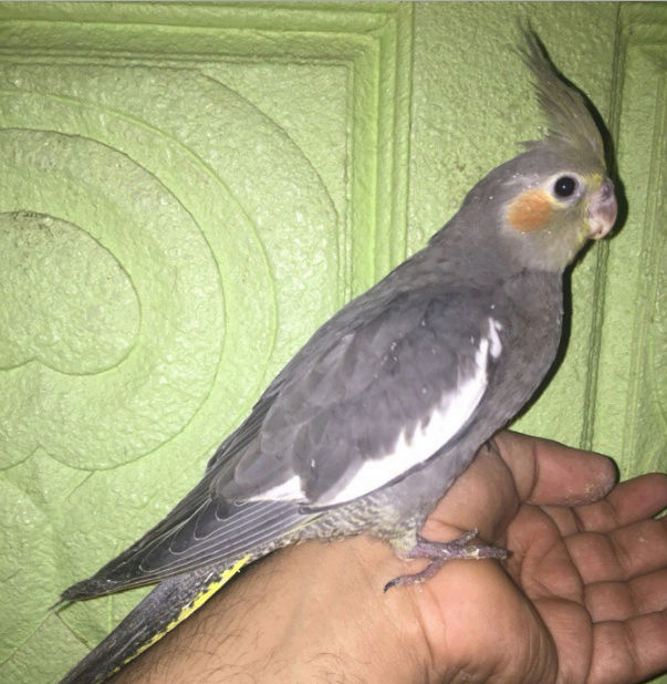 ثلاثة فروخ كروان هدد للبيع 61