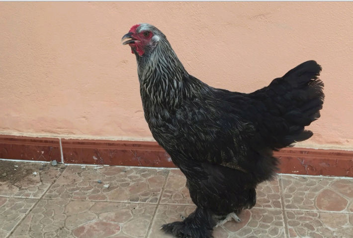 جوزين براهما للبيع في جده 77