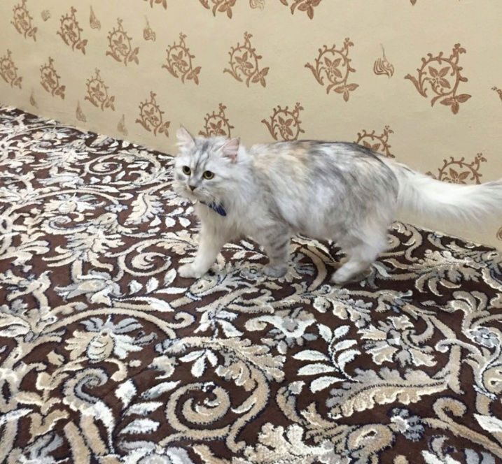  قطه شيرازيه عمرها سنتين  للبيع A212