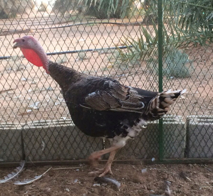 دجاج رومي بياض شمال الرياض Dfg10