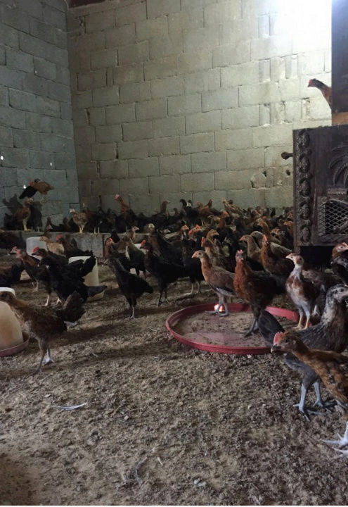 صوص دجاج بلدي للبيع في القصيم E76