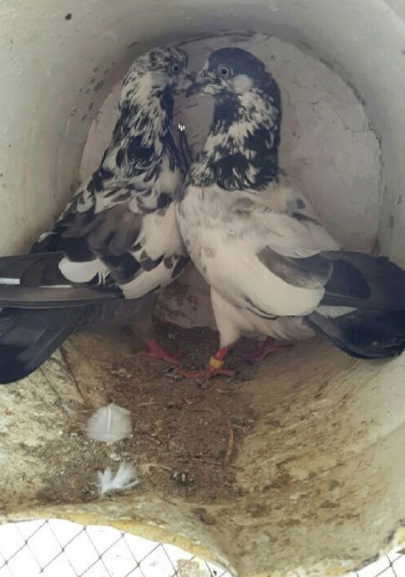 حمام بكستاني للبيع في جده Hyu10