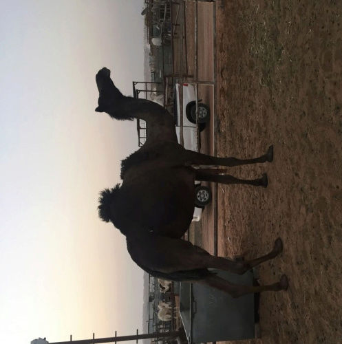 ناقه مجهم سنها شاق للبيع I43