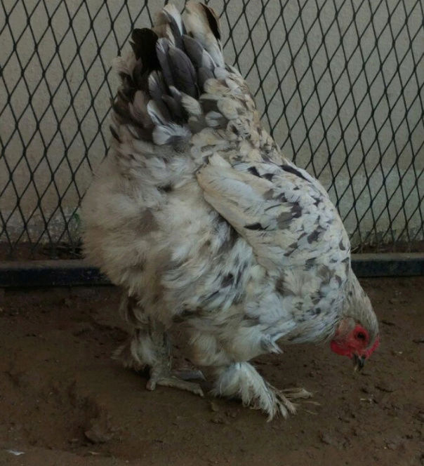 دجاجه براهما و ديك كوشن O68
