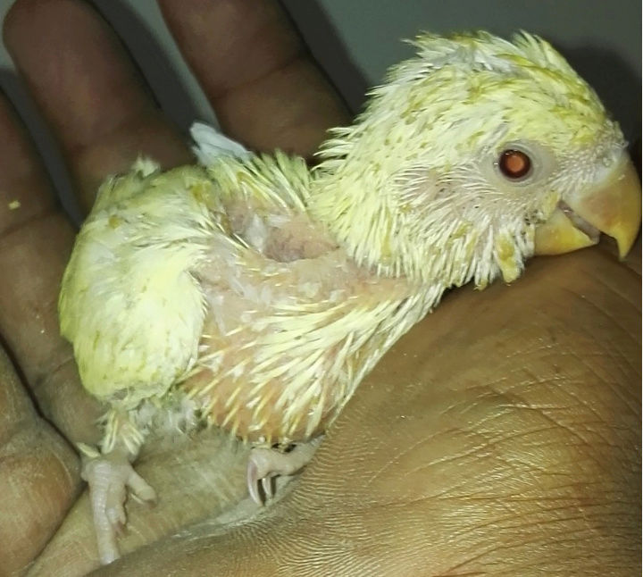 للبيع فرخ روز عمره 20 يوم Qw11