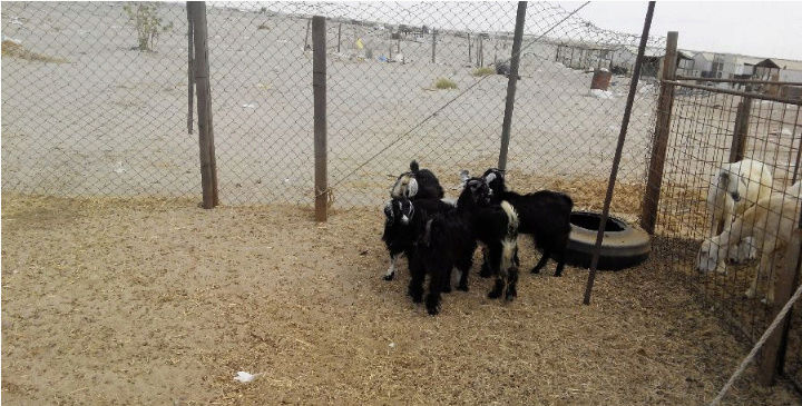 اجفارسودانية لبنيه للبيع W111