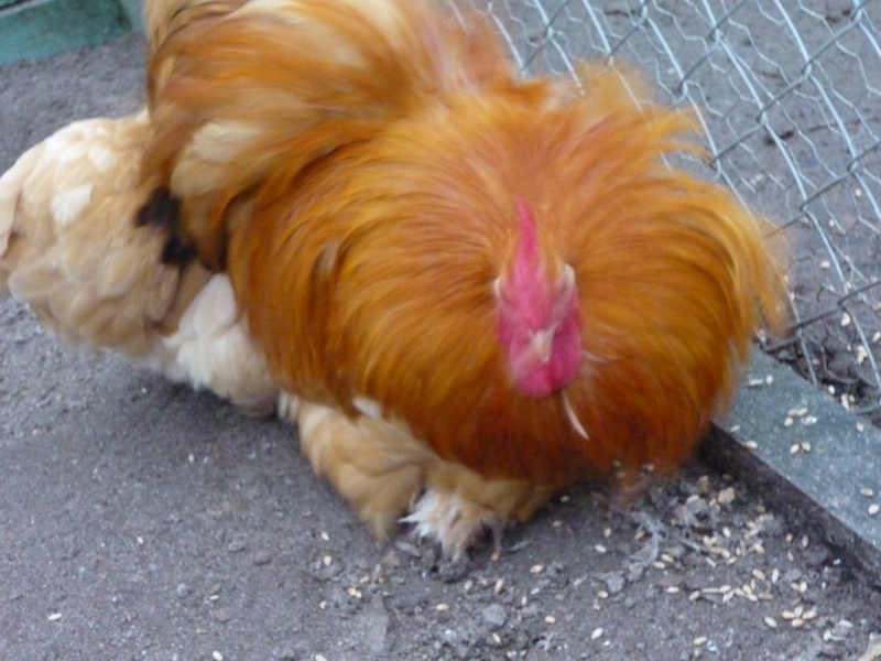 mes pekins repro 2011 P1010917