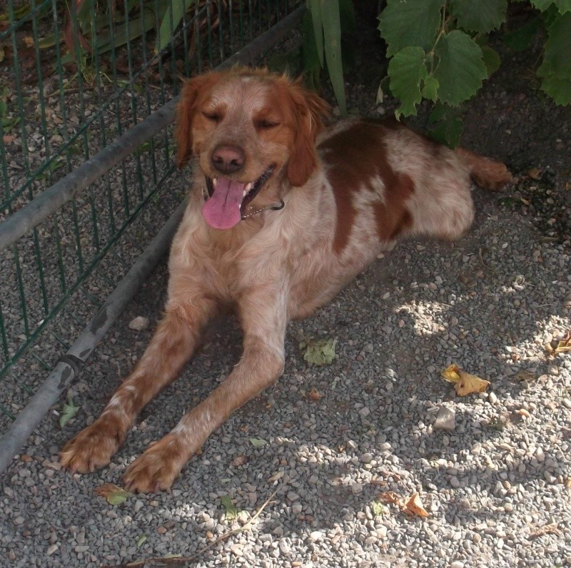 GIBBS (m) épagneul breton 2 ans, blessé patte avant gauche - Fourrière Sud 44 - fin délai mardi 04 juin 2013 - Page 3 810