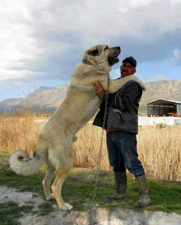 import Chien Berger Anatolie ou également appelé KANGAL Br3dy010