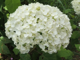 Hortensias (hydrangea) Dscn3515