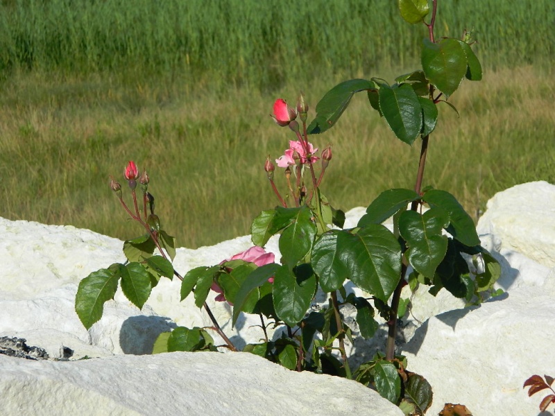 Petites fleurs et fruits ... Dscn2112