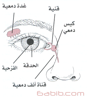 جفاف العين Alwaha10