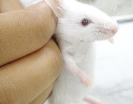 تغير جين لدى أنثي الفأر يجعلها تهمل نسلها C5b79f10