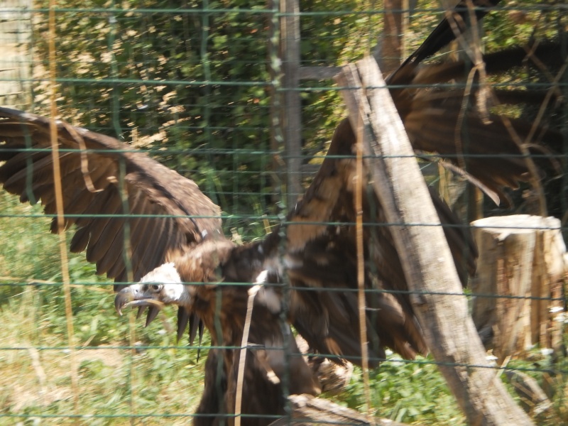 fauconnerie le bois des aigles P9020113