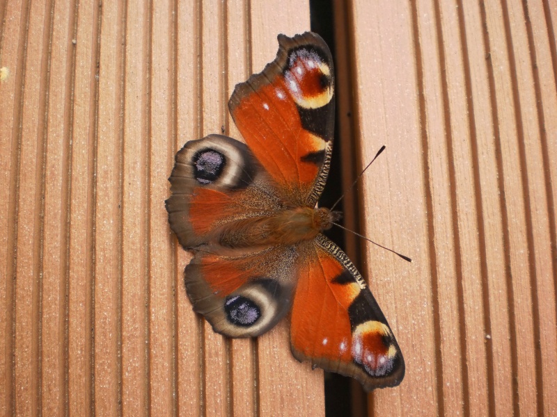 un jolie papillon P9280010