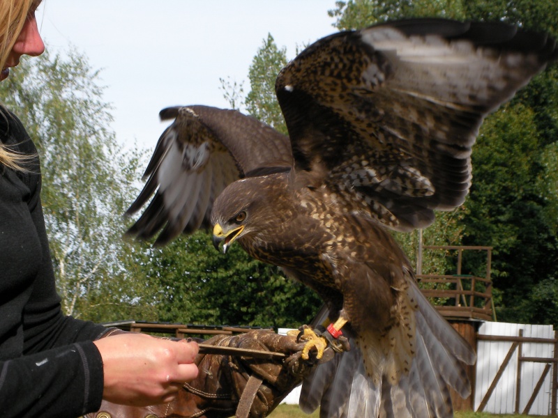 fauconnerie le bois des aigles Sany0130