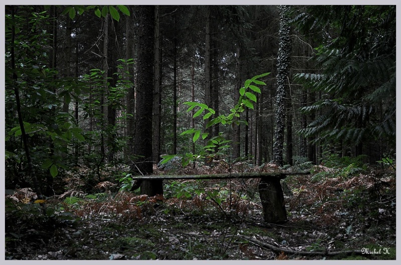 Sous-bois, en pays de Brocéliande Sous-b12