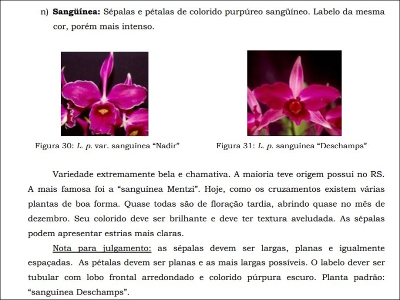 Cattleya (Laelia) purpurata f. sanguinea - Page 2 Asangu10