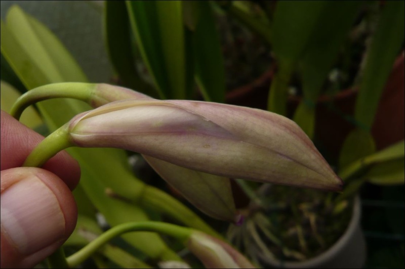 Effet d'une brutale hausse de température sur quelques orchidées Bouton10