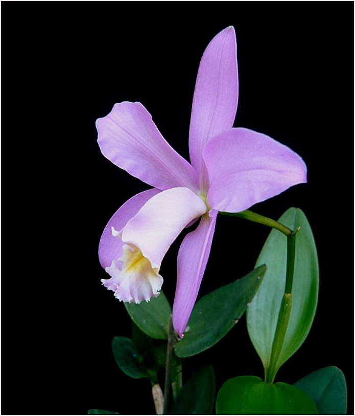 Cattleya harrisoniana (vendu pour loddigesii) Cattle68