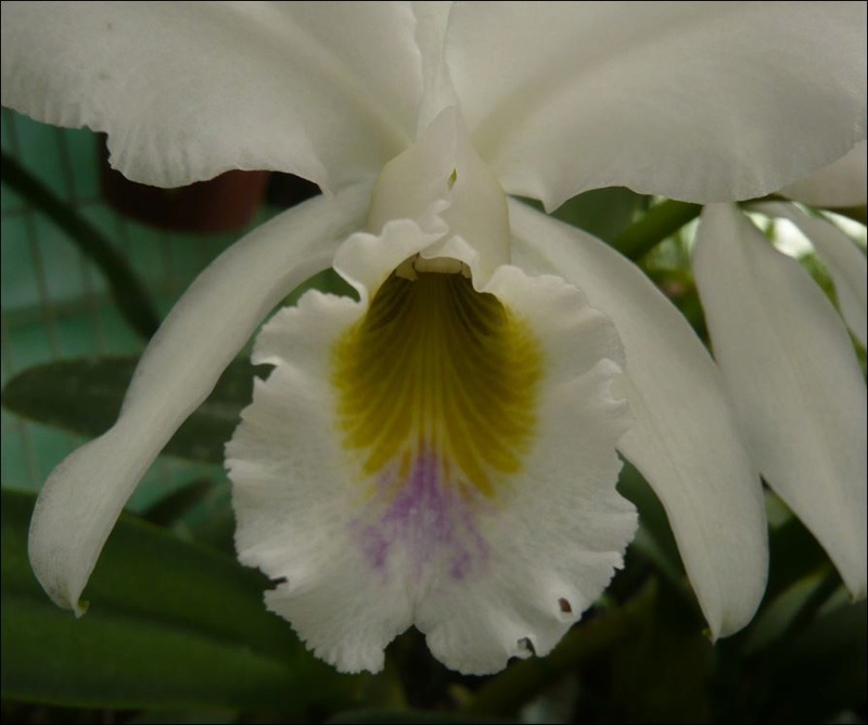 Cattleya gaskelliana f. coerulea  Cattle71