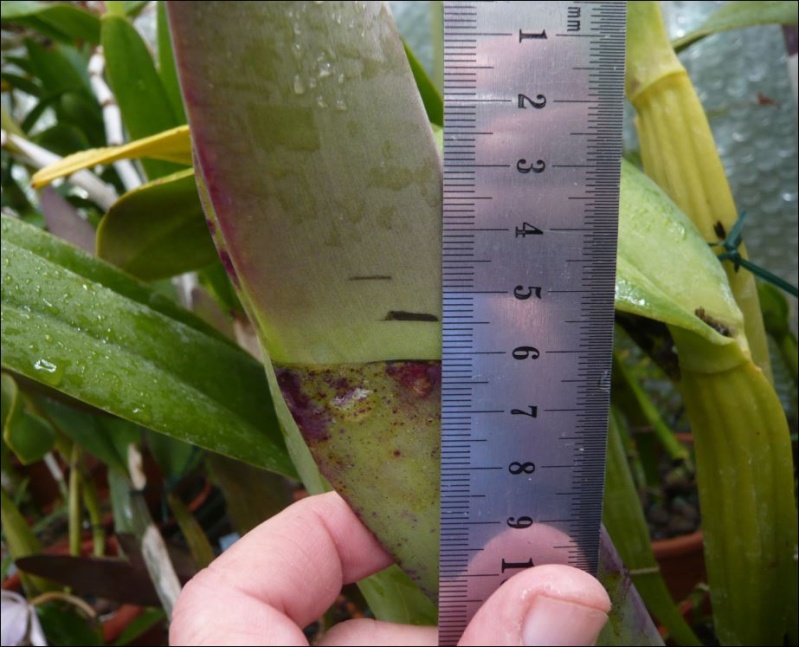 La croissance des Cattleyas bat son plein... Croiss12