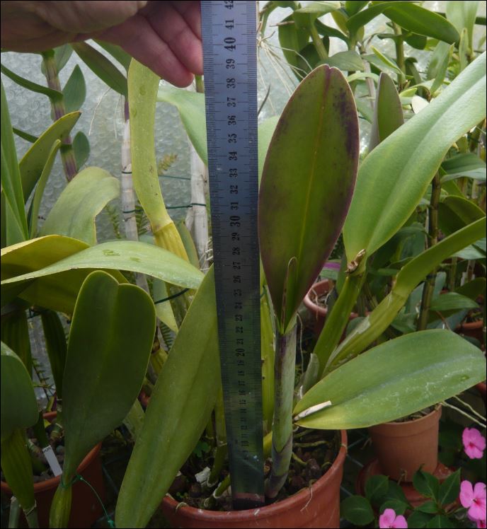 La croissance des Cattleyas bat son plein... Croiss13