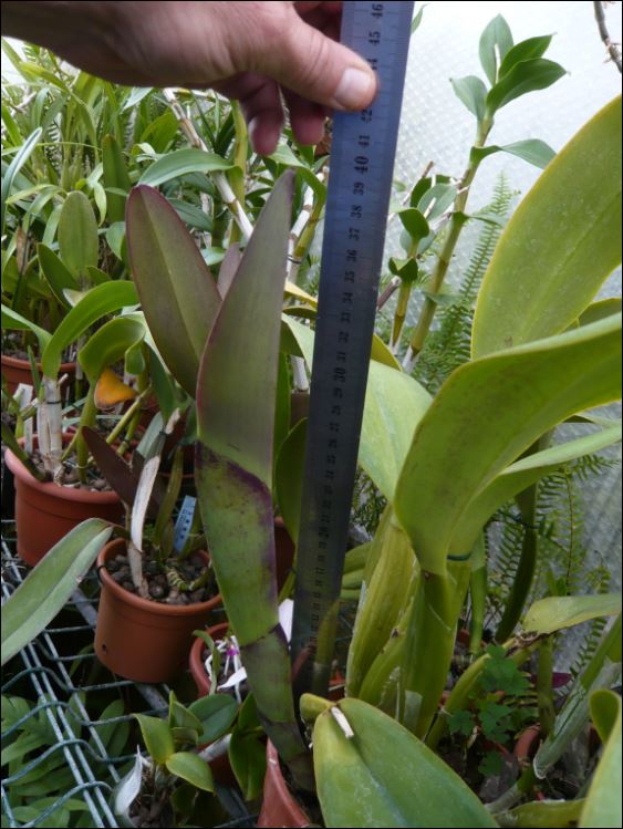 La croissance des Cattleyas bat son plein... Croiss14