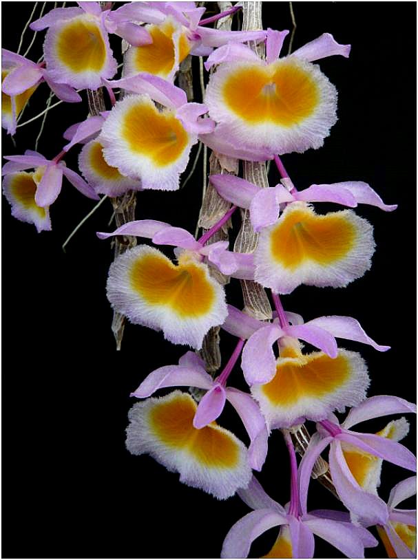 Dendrobium polyanthum (syn. cretaceum) Dendro17