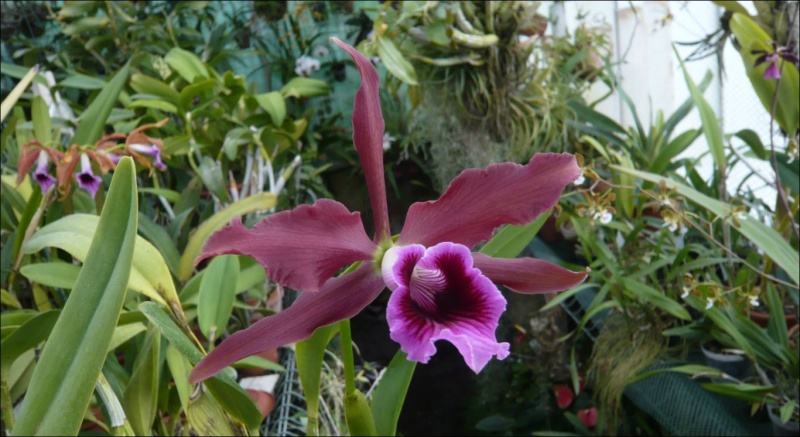 Cattleya (Laelia) tenebrosa 'Valpotas Night' Laelia31