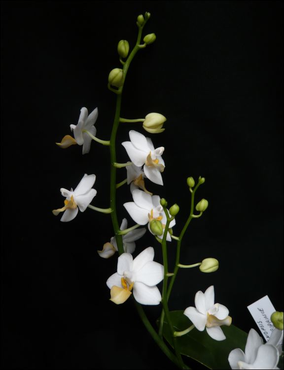 Phalaenopsis Liu's Triprince Phalae18