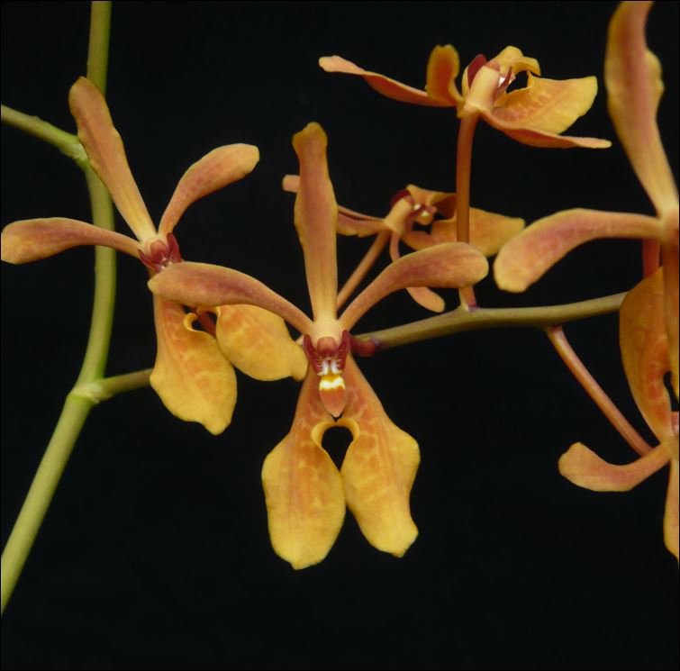 Renanthera storiei 'Yellow' Renant10