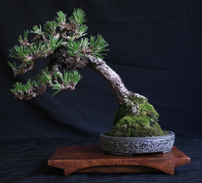 Shohin Pinus thunbergii 00610