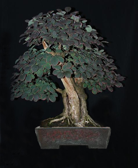 Rare species of bonsai 013kop10