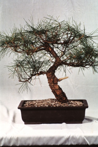 Tracking Development: Pinus thunbergii Black_22