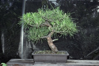 Tracking Development: Pinus thunbergii Black_23