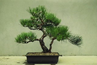 Tracking Development: Pinus thunbergii Black_24