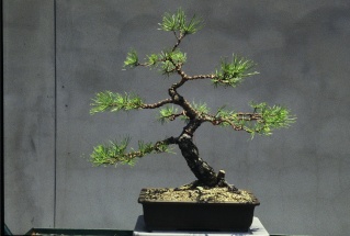 Tracking Development: Pinus thunbergii Black_25