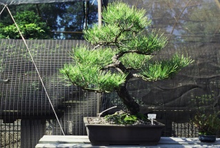 Tracking Development: Pinus thunbergii Black_26
