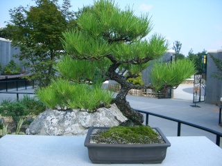 Tracking Development: Pinus thunbergii Black_27