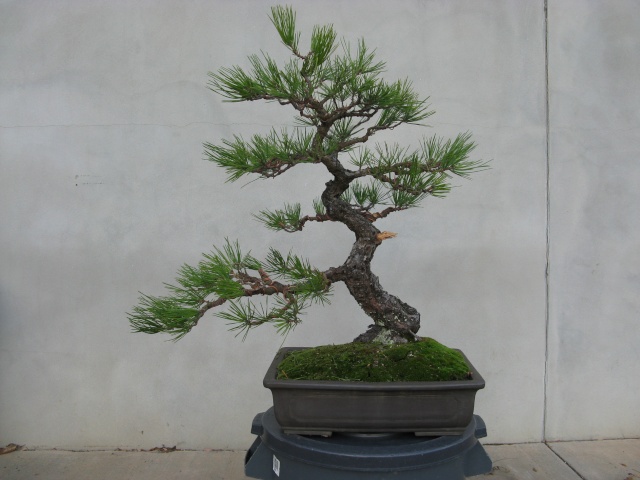 Tracking Development: Pinus thunbergii Black_28
