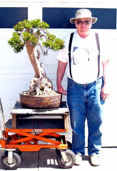 CALIFORNIA JUNIPER REPOTTED Mike_p10