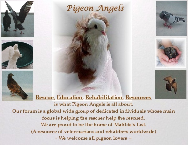 Pigeon Angels