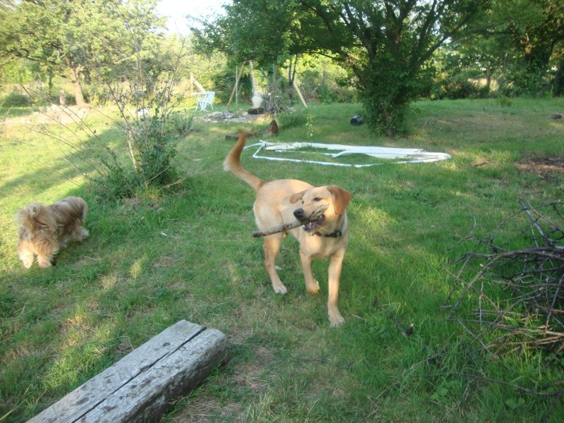 Linka,type Labrador 10 mois Dsc03212