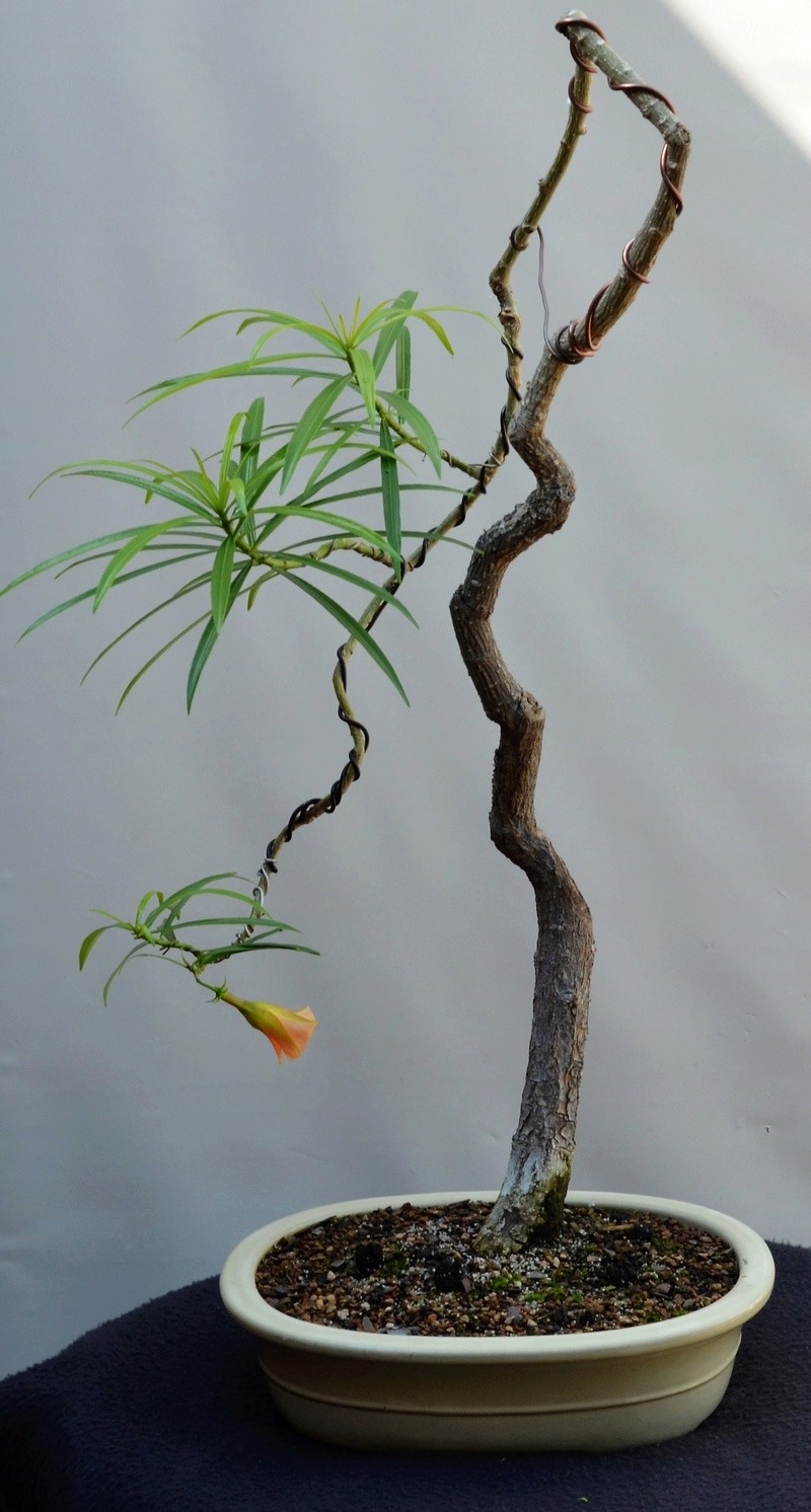 Thevetia peruviana (Oleander) Thevet10